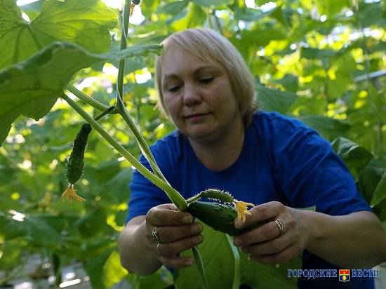 В Волгоградской области в январе собирают первый урожай огурцов