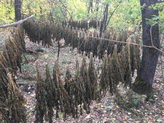 46-летний волгоградец идет под суд за сбор и хранение 28 кг конопли