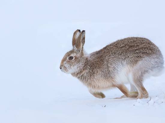 С 3 февраля зайцы в Волгоградской области вновь будут в безопасности