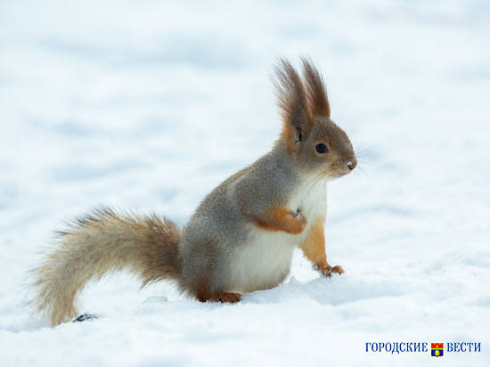 Упитанная белочка на Мамаевом кургане попала в объектив волгоградского фотографа