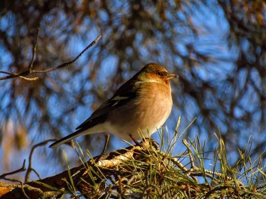 Больше 20 видов птиц остались на зимовку на Мамаевом кургане