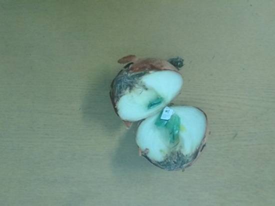 В волгоградскую колонию 5 симок пытались пронести в луковице