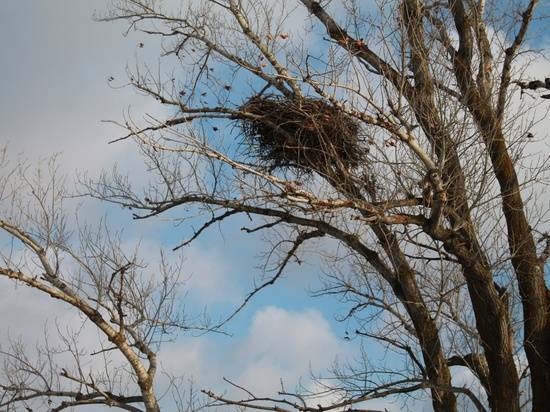 Еще одно гнездовье орлана-белохвоста нашли в Волгоградской области