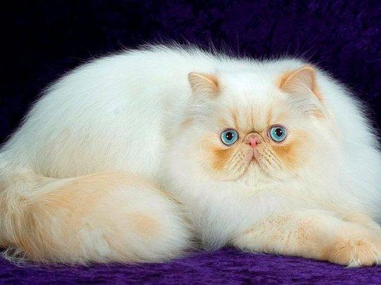 На пике популярности: как мода влияет на выбор домашнего питомца