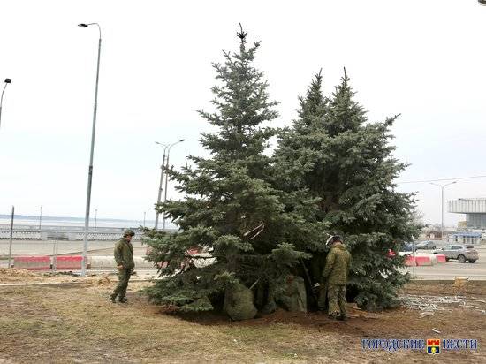 Ели с Центральной набережной пересадят в другие районы Волгограда