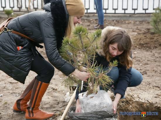 В Волгограде площадку возле «Гасителя» украсит сосновая аллея