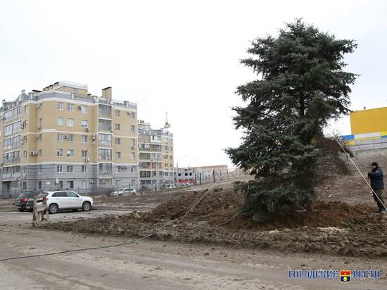 Часть елей с набережной Волгограда пересадили в Дзержинский район