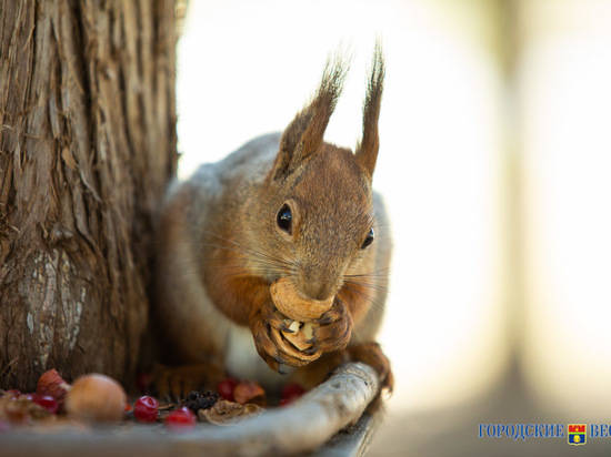 Волгоградский фотограф устроил фотоохоту на белок на Мамаевом кургане