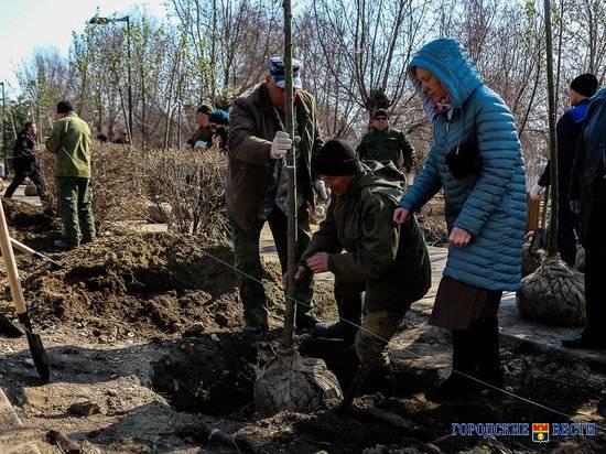 На Центральной набережной Волгограда высадили аллею из войлочных лип