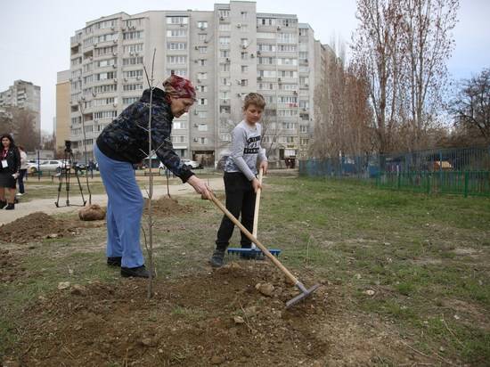В сквере на улице Пархоменко волгоградцы посадили первые деревья