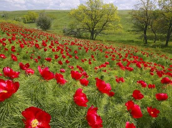 В Волгоградской области усилены меры по защите краснокнижной флоры и фауны