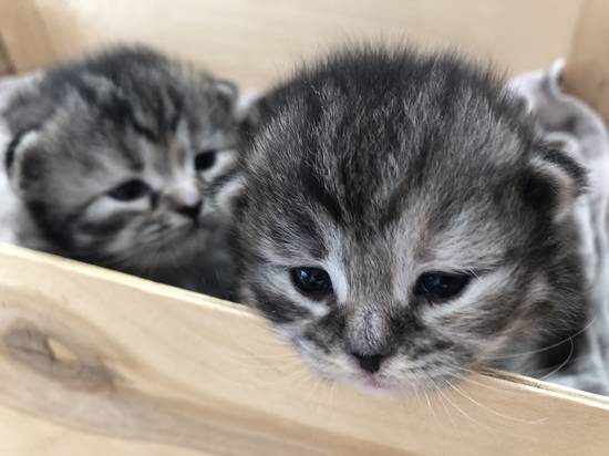 Топ-10 фактов о кошках, которые заставят вас полюбить их еще больше