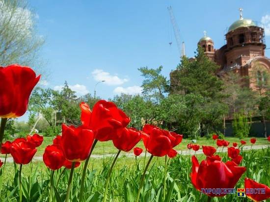 Охота за красотой: цветущий Волгоград попал в объектив фотографа «Городских вестей»