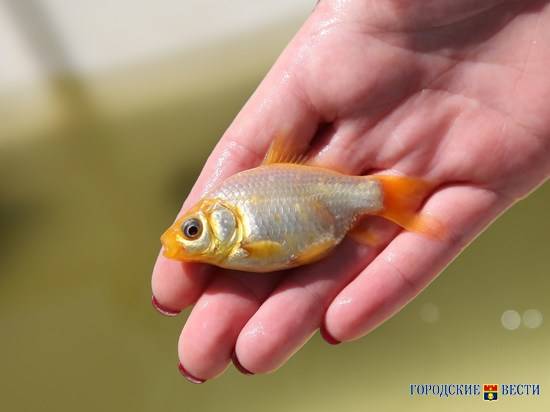 В новый пруд на набережной Волгограда запустят 30 японских карпов кои