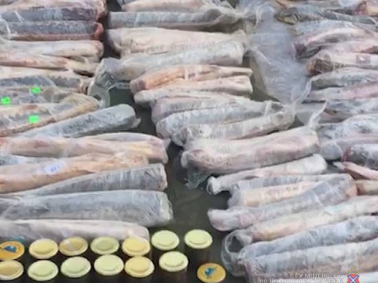 В Волгограде поймали пару браконьеров с 8 килограммами черной икры