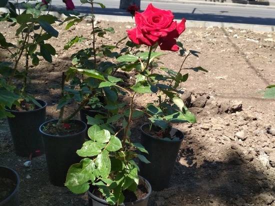 В центре Волгограда место снесенного павильона займет клумба с розами