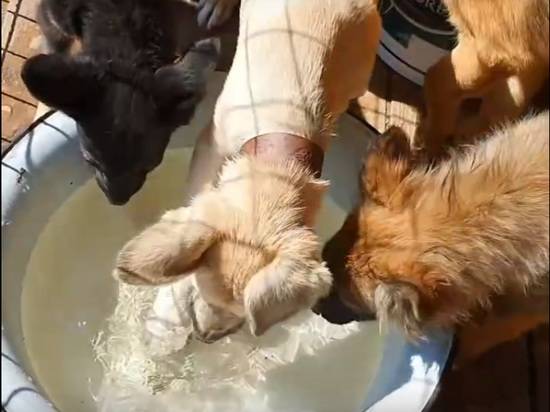 В Волгограде 400 собак из «Дино» погибают без воды в жару
