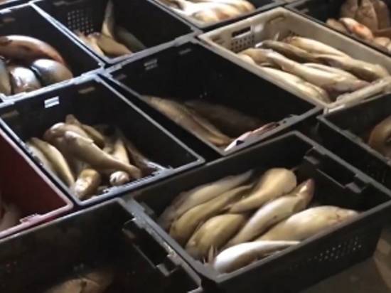 Браконьеры выловили в Цимлянском водохранилище рыбы на 5 млн рублей