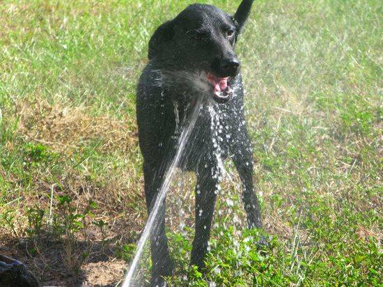 В приют «Дино» вернулась вода: волгоградцы собрали 60 тысяч на новую скважину для собак