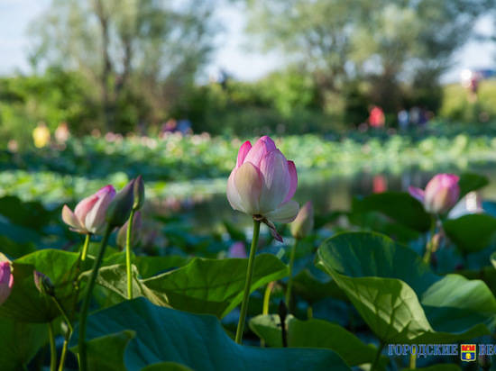 В Волгоградская область досрочно превратилась в столицу лотосов
