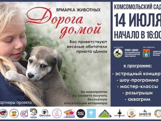 Волгоградцам предлагают завести четвероногого друга