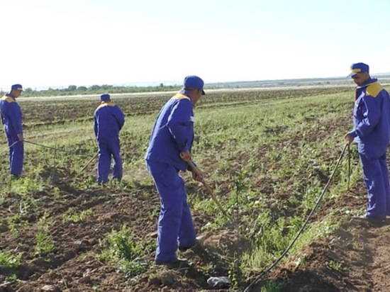 В Волгоградской области 25 осужденных будут убирать урожай