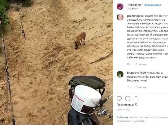 В Волгограде на мосту через Волгу горожане встретили енота, а в Урюпинск на рыбалку пришла лиса