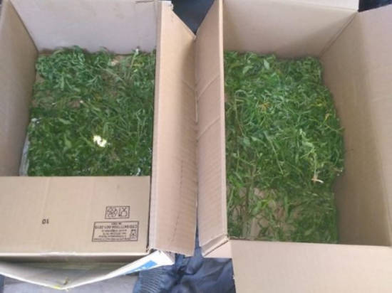 Два жителя региона задержаны за хранение конопли