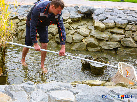 В Волгограде золотые рыбки, живущие в декоративном пруду, отправились на зимовку