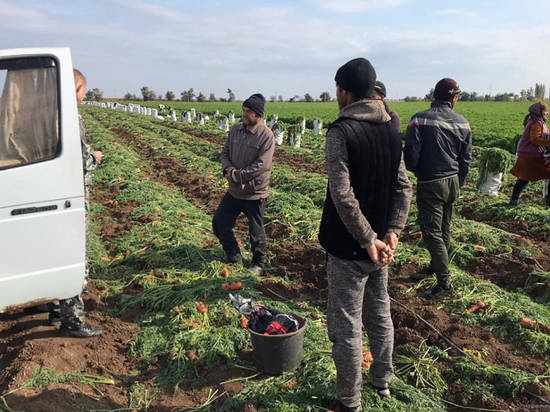 Под Волгоградом полицейские задержали 70 нелегальных мигрантов на полях с морковью