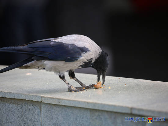 Почти как у Крылова: волгоградец заснял, как ворона ест грецкий орех