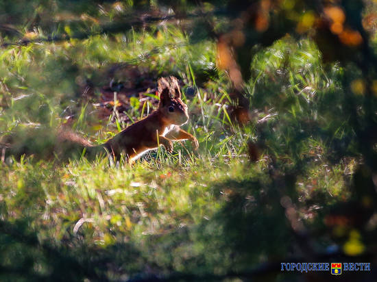 Волгоградская белочка продолжает завоевывать сердца горожан