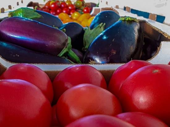 В Волгоградской области собрали уже более 600 тысяч тонн овощей
