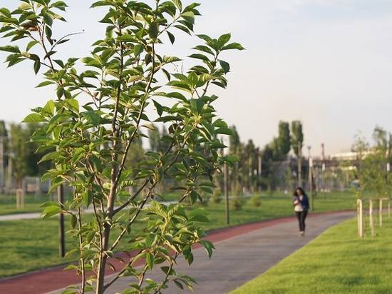3000 деревьев и кустарников из «Горпитомника» высадят осенью в Волгограде