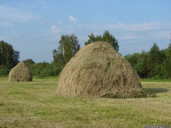 Двух мальчиков из приемной семьи, пропавших накануне, нашли в стоге сена в Волгоградской области