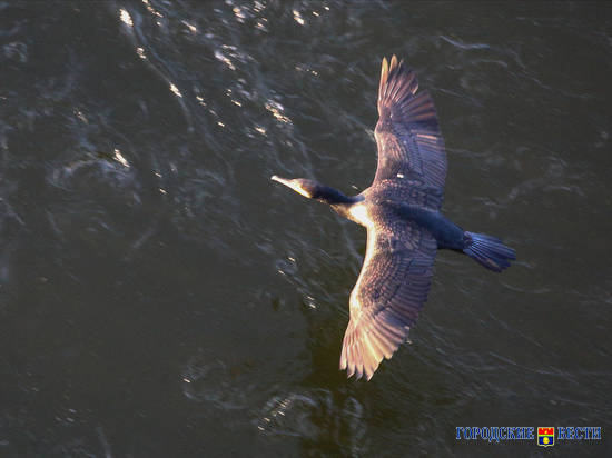 Волгоградский фотограф снял охоту бакланов за рыбой у Волжской ГЭС