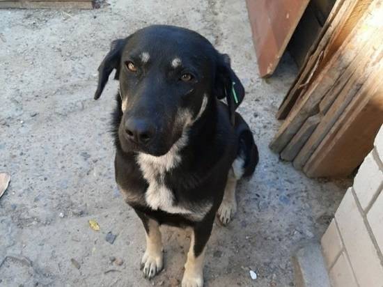 В Волгограде пропала собака с чипом в ухе