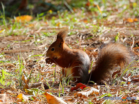 Белкоград: волгоградец сфотографировал невероятно милых белок на Мамаевом кургане