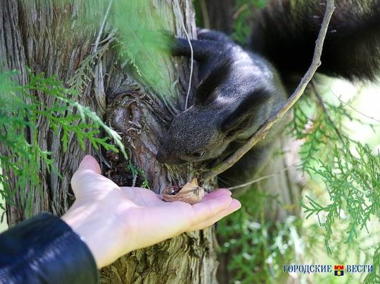 В Волгограде из-за долгого лета успели «загореть» даже белки
