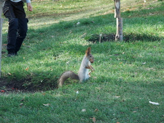 Пушистая и дерзкая: на Мамаевом кургане белочка отобрала еду у ребенка (фото)