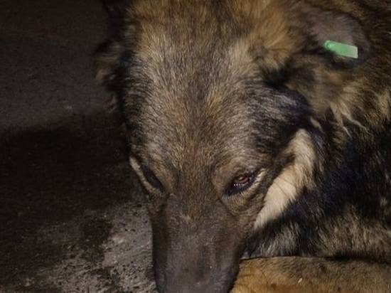 В Волжском догхантеры отравили добродушную чипированную собаку