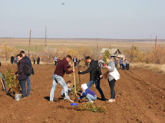 В Волгоградской области высадили почти пять миллионов деревьев