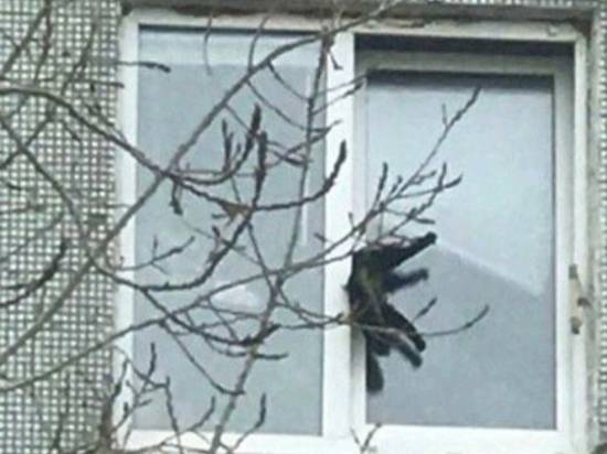 В Волгограде ищут хозяев застрявшего в окне кота