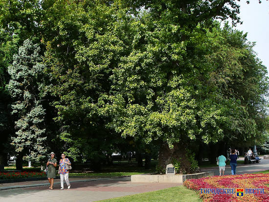 Сохранить символ: как Сталинградскому тополю  продлят жизнь