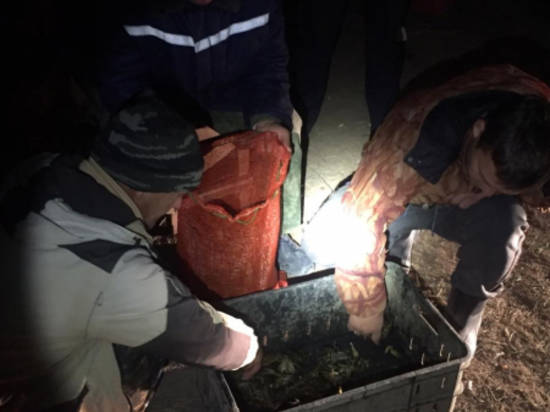 Под Волгоградом оперативники изъяли у браконьеров  четыре тысячи живых раков