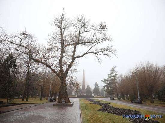 Сталинградскому тополю поправят крону