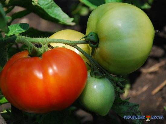 Ученые рассказали о пользе томатов для мужчинтоматы овощи полезное