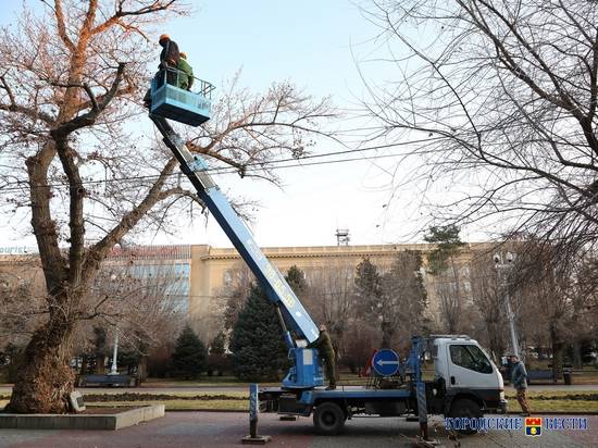 Сталинградскому тополю в центре Волгограда провели кронирование