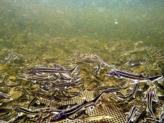 Волгоградские рыбоводы выпустили более 10,3 миллиона мальков ценных пород рыб