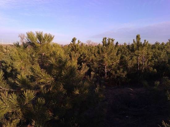 В Волгоградской области оценили объем лесозаготовок